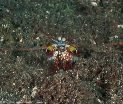 BD-090926-Lembeh-9264167-Odontodactylus-scyllarus-(Linnaeus.-1758)-[Reef-odontodactylid-mantis-shrimp].jpg